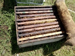 Apis Mellifera Italian Beehive 10 nos